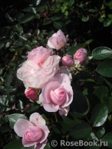 Aspirin Rose Aspirin Rose