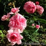 Perse Rose, The Perse Rose, The