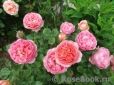 Boscobel Boscobel
