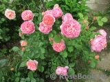 Boscobel Boscobel