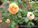 Sangerhauser Jubilaumsrose Sangerhauser Jubilaumsrose