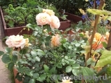 Sangerhauser Jubilaumsrose Sangerhauser Jubilaumsrose