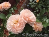 Sangerhauser Jubilaumsrose Sangerhauser Jubilaumsrose