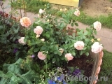 Sangerhauser Jubilaumsrose Sangerhauser Jubilaumsrose