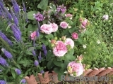 Lavender Ice Lavender Ice