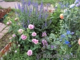 Lavender Ice Lavender Ice