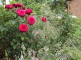 Johann Wolfgang von Goethe Rose® Johann Wolfgang von Goethe Rose®