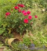 Johann Wolfgang von Goethe Rose® Johann Wolfgang von Goethe Rose®