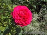 Johann Wolfgang von Goethe Rose® Johann Wolfgang von Goethe Rose®
