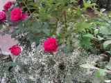 Johann Wolfgang von Goethe Rose® Johann Wolfgang von Goethe Rose®