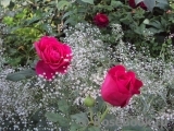 Johann Wolfgang von Goethe Rose® Johann Wolfgang von Goethe Rose®