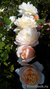 Crocus Rose® Crocus Rose®