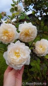 Crocus Rose® Crocus Rose®