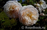 Crocus Rose® Crocus Rose®