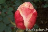 Belle Perle Belle Perle
