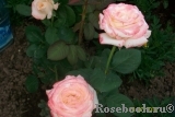 Belle Perle Belle Perle