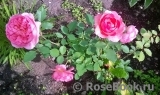 Boscobel Boscobel
