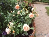 Sangerhauser Jubilaumsrose Sangerhauser Jubilaumsrose