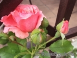 Rosarium Uetersen Rosarium Uetersen