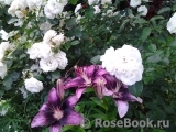 Aspirin Rose Aspirin Rose