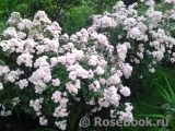 Heavenly Pink Heavenly Pink