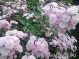 Heavenly Pink Heavenly Pink