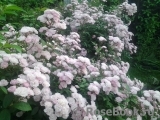Heavenly Pink Heavenly Pink