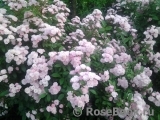 Heavenly Pink Heavenly Pink