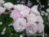 Heavenly Pink Heavenly Pink