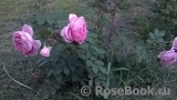 Alan Titchmarsh Alan Titchmarsh