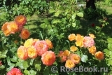 Gartenspass ® Gartenspass ®