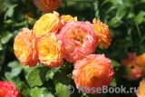 Gartenspass ® Gartenspass ®