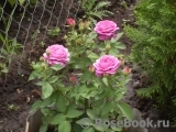 Heidi Klum Rose Heidi Klum Rose