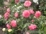 Rosarium Uetersen Rosarium Uetersen