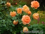 Lady of Shalott Lady of Shalott