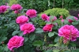 Sophy’s Rose Sophy’s Rose