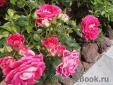 Cerise Flower Circus ® Cerise Flower Circus ®