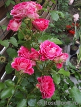 Cerise Flower Circus ® Cerise Flower Circus ®