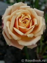 Eden Romantica ® Eden Romantica ®