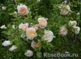 Crocus Rose® Crocus Rose®