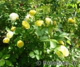 Golden Border Golden Border