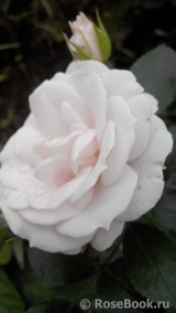 Aspirin Rose Aspirin Rose