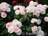 Mariatheresia Mariatheresia