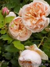 Alexandrine Alexandrine