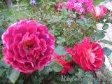 Rozet Ruffles Rozet Ruffles