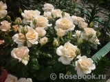 Chandos Beauty Chandos Beauty