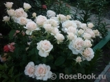 Chandos Beauty Chandos Beauty