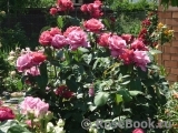 Vin Rose Vin Rose