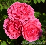 Morden Ruby Morden Ruby