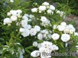 White Morsdag White Morsdag